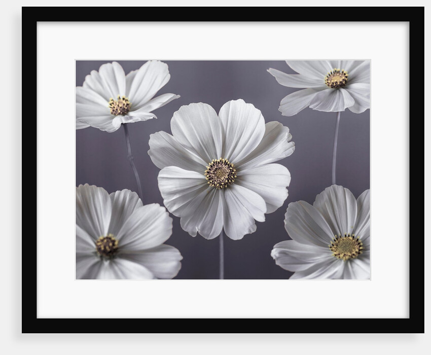 Cosmos flowers by Assaf Frank